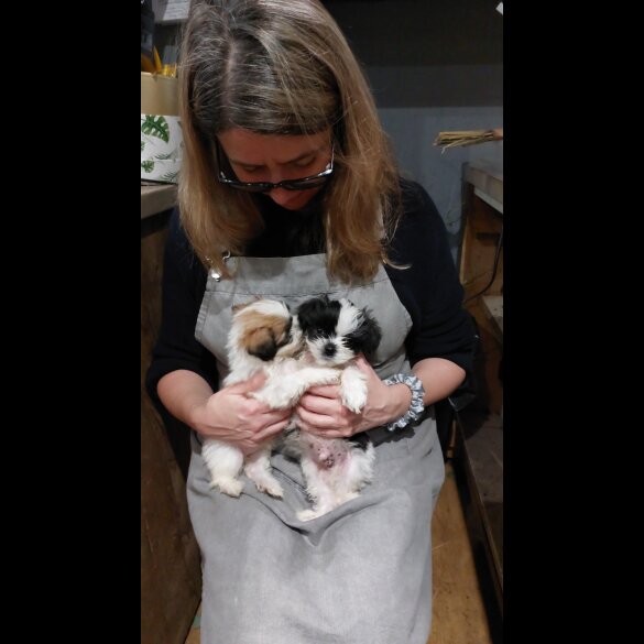 Lhasa Apso - Both