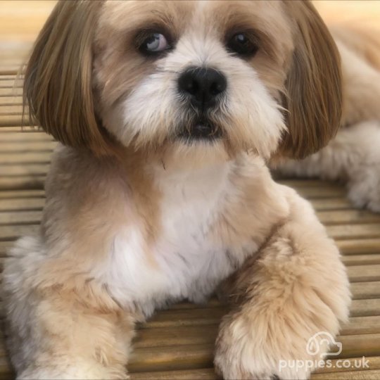 Lhasa Apso