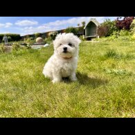Maltese - Both