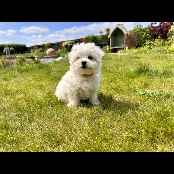 Maltese - Both