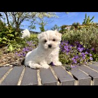 Maltese - Both
