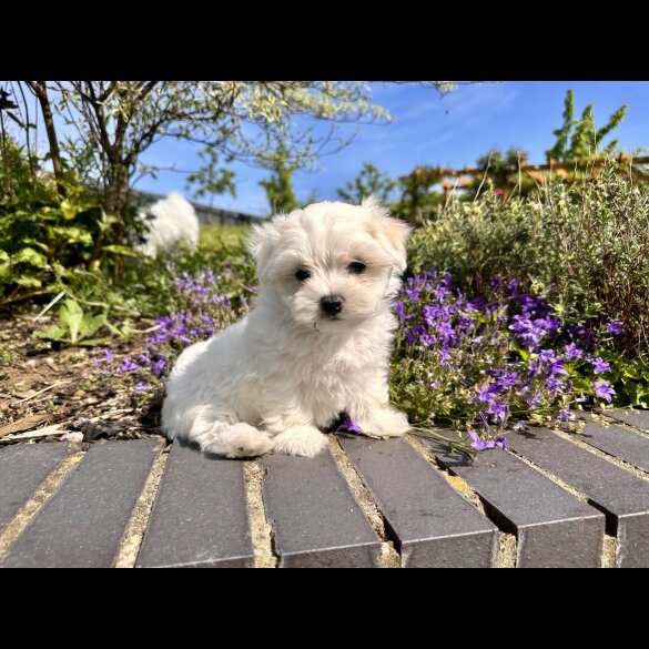 Maltese - Both