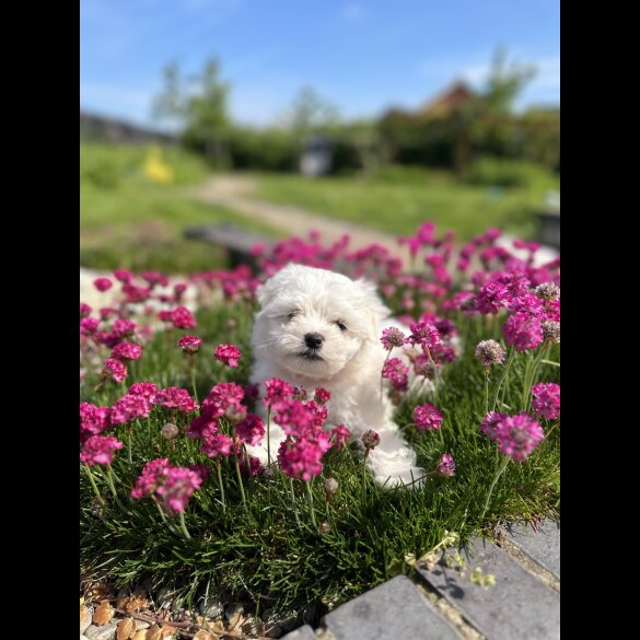 Maltese - Both