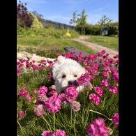 Maltese - Both