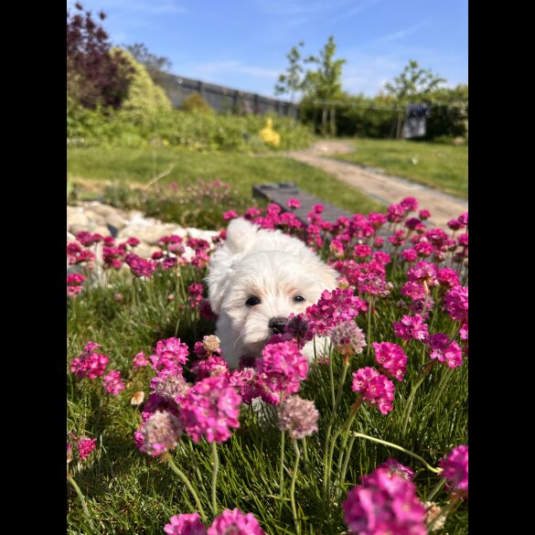 Maltese - Both