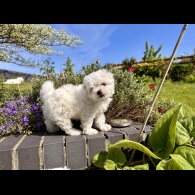 Maltese - Both