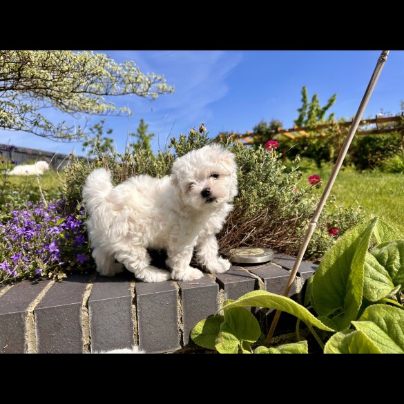 Maltese - Both