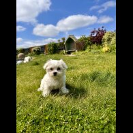 Maltese - Both