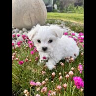 Maltese - Both
