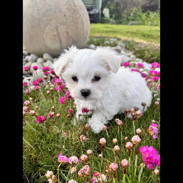 Maltese - Both