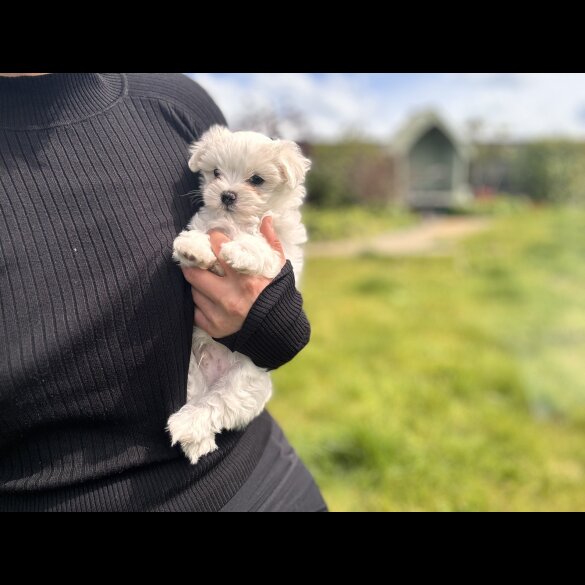 Maltese - Both