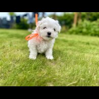 Maltese - Both
