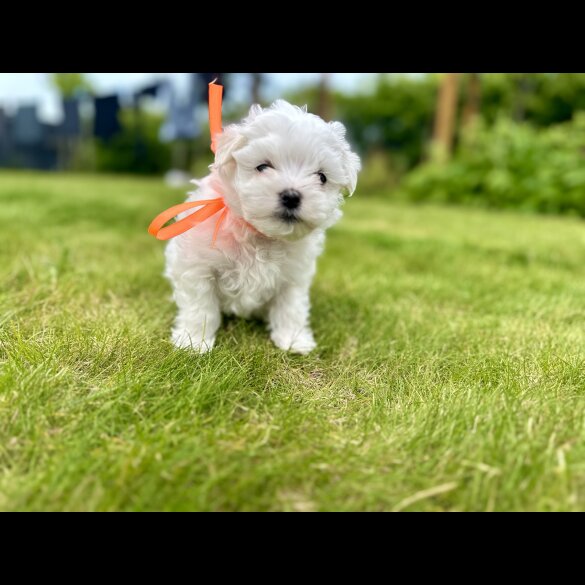 Maltese - Both