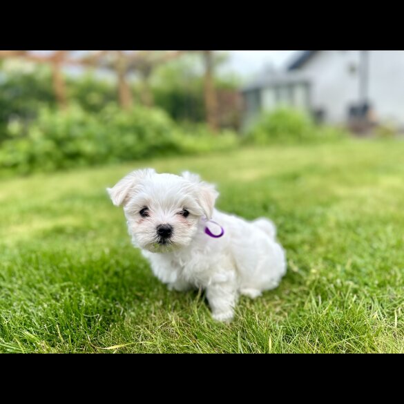 Maltese - Both