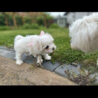 Maltese - Both