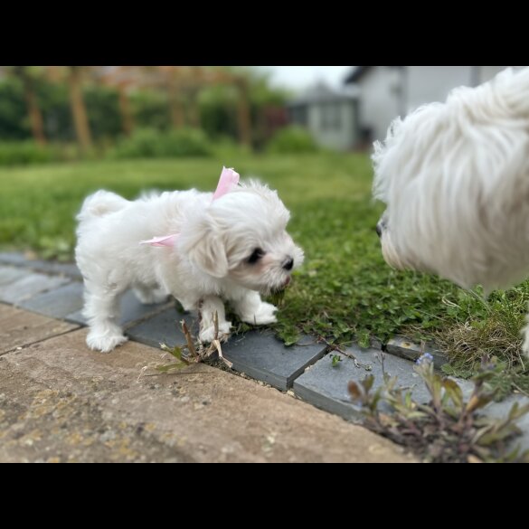 Maltese - Both