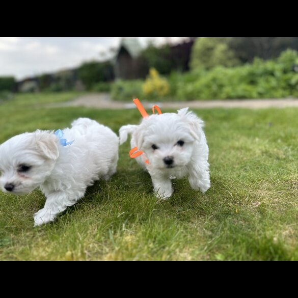 Maltese - Both