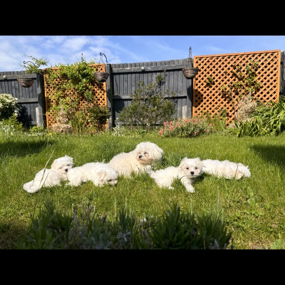 Maltese - Both