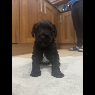 Miniature Schnauzer - Both