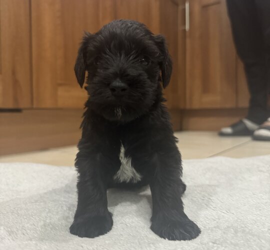 Miniature Schnauzer