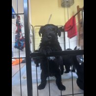 Miniature Schnauzer - Both
