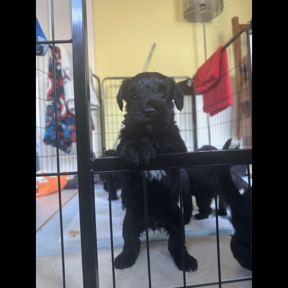Miniature Schnauzer - Both