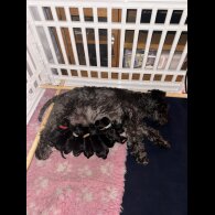 Miniature Schnauzer - Both