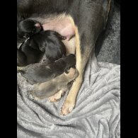 Mixed Breed - Both