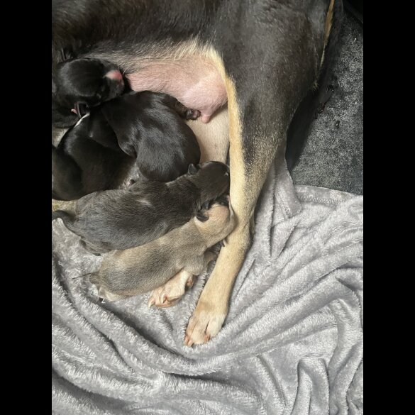 Mixed Breed - Both