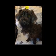 Mixed Breed - Both