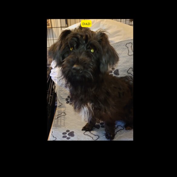 Mixed Breed - Both