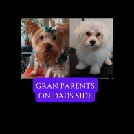Mixed Breed - Both