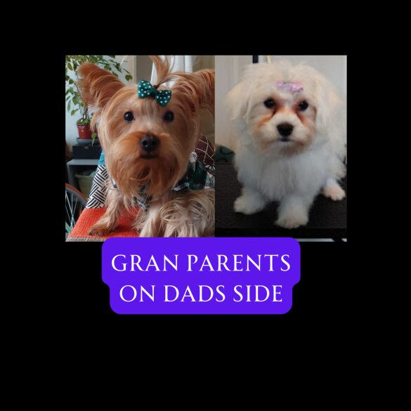 Mixed Breed - Both