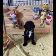 Mixed Breed - Dogs