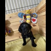 Mixed Breed - Dogs