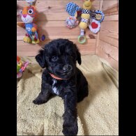 Mixed Breed - Dogs