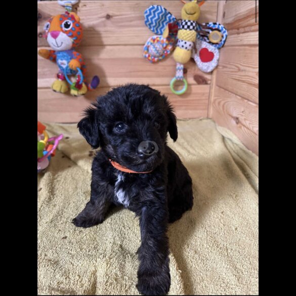 Mixed Breed - Dogs