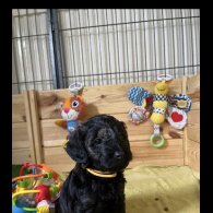 Mixed Breed - Dogs