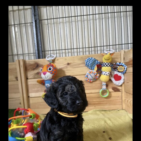 Mixed Breed - Dogs