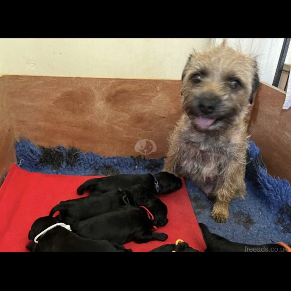 Mixed Breed - Dogs
