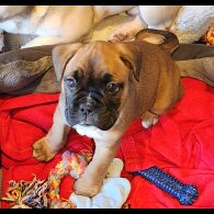 Mixed Breed - Dogs