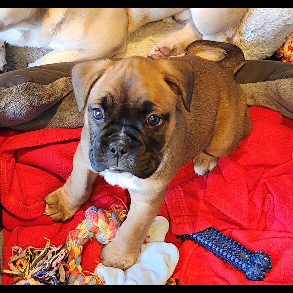Mixed Breed - Dogs