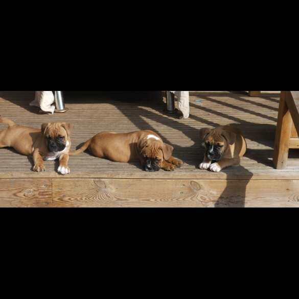 Mixed Breed - Dogs