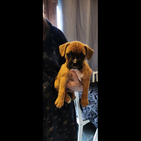 Mixed Breed - Dogs