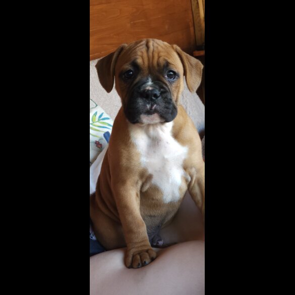 Mixed Breed - Dogs