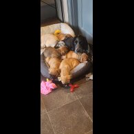 Mixed Breed - Dogs