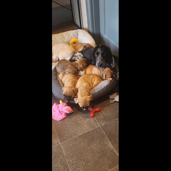 Mixed Breed - Dogs