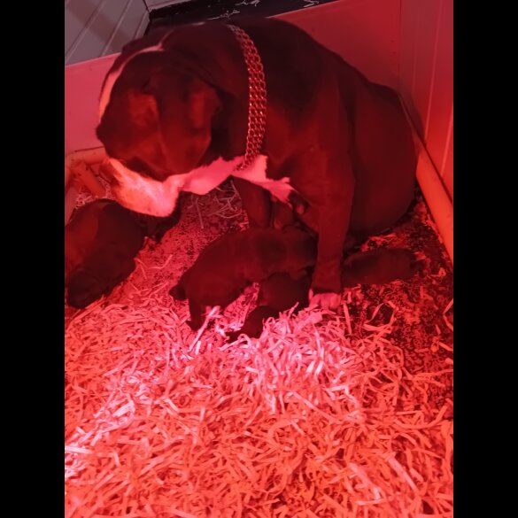 Mixed Breed - Both