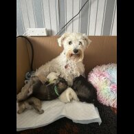 Mixed Breed - Dogs
