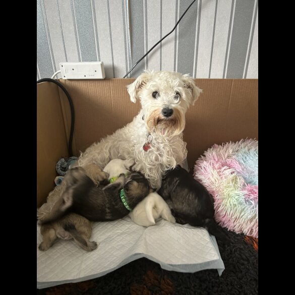 Mixed Breed - Dogs